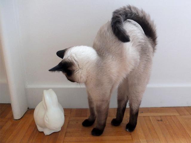 Cat boa