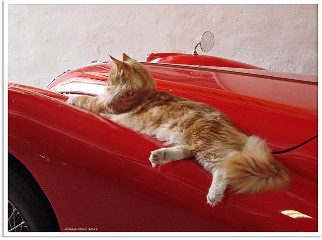 Cat bod