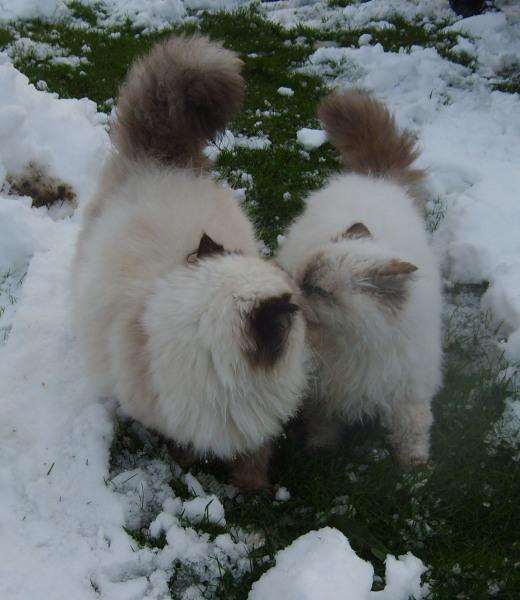 Cat bok