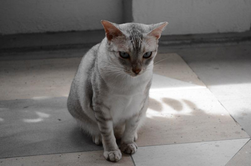 Cat bom