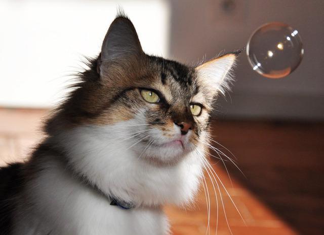 Cat bon