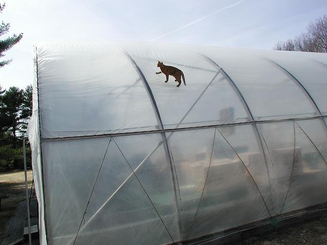 Cat bos