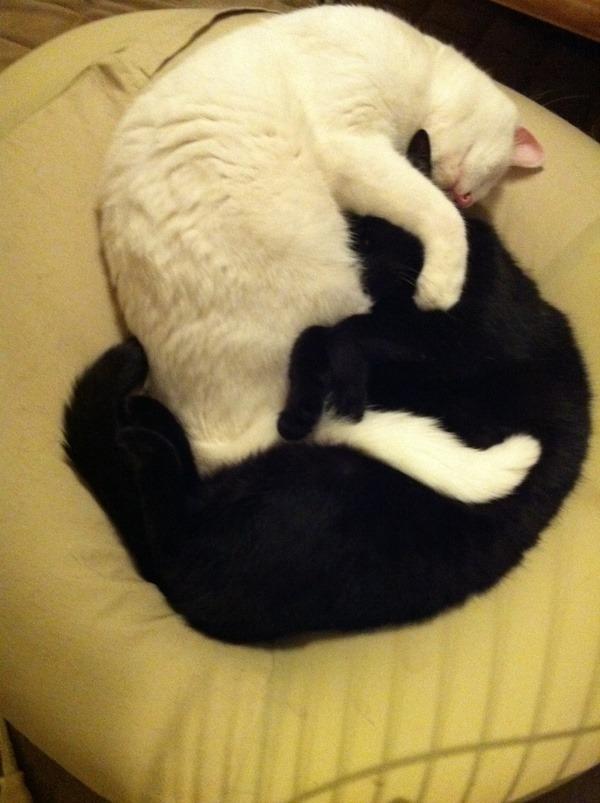Cat bov