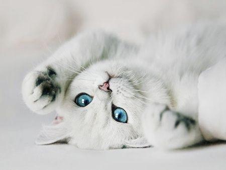 Cat bp1