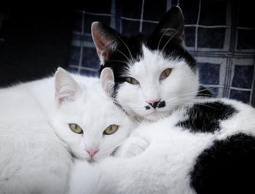 Cat bp3