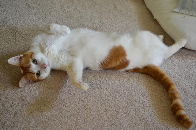 Cat bp5