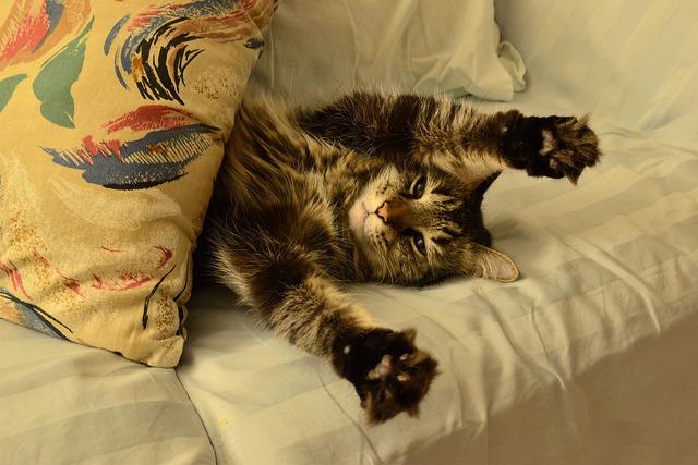 Cat bp6
