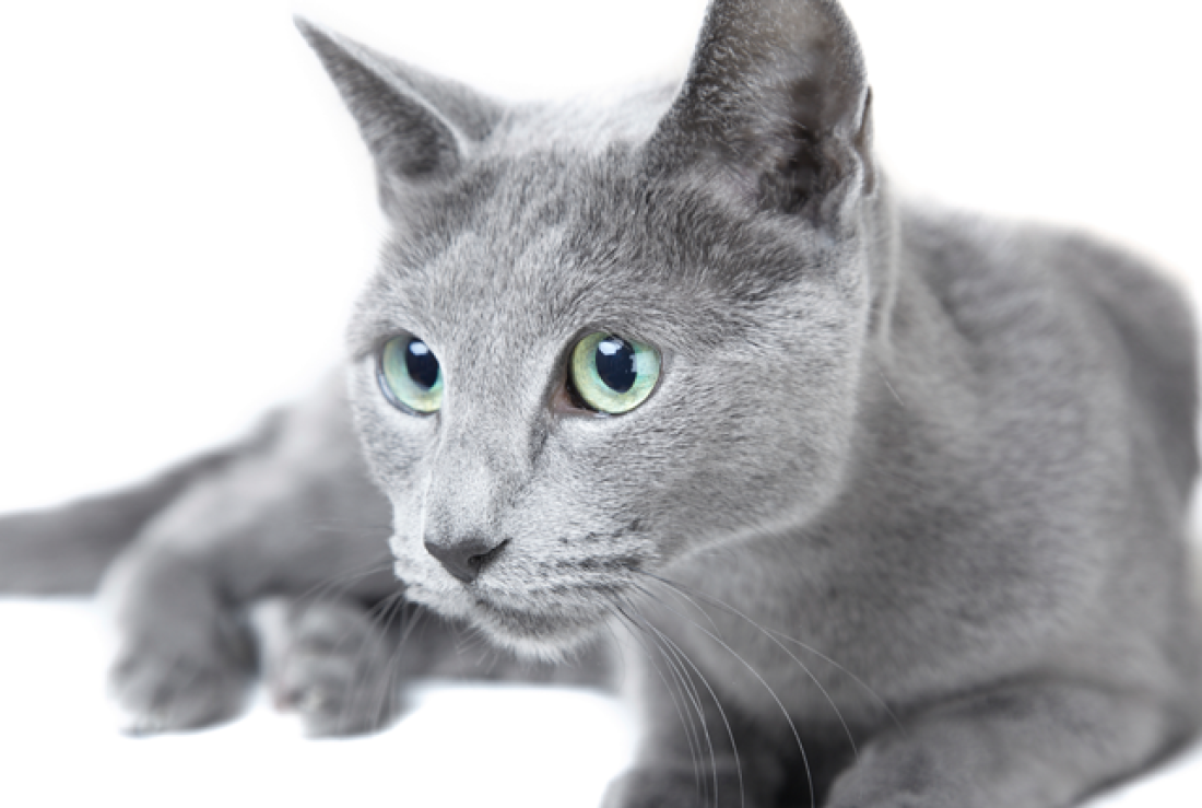 Cat bpZGfNLW1