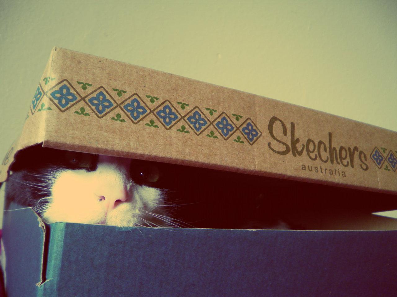 Cat bpf