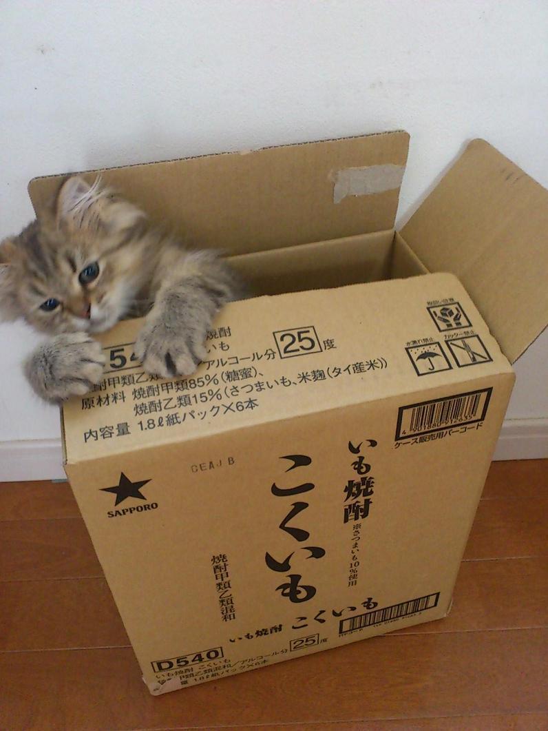 Cat bpj