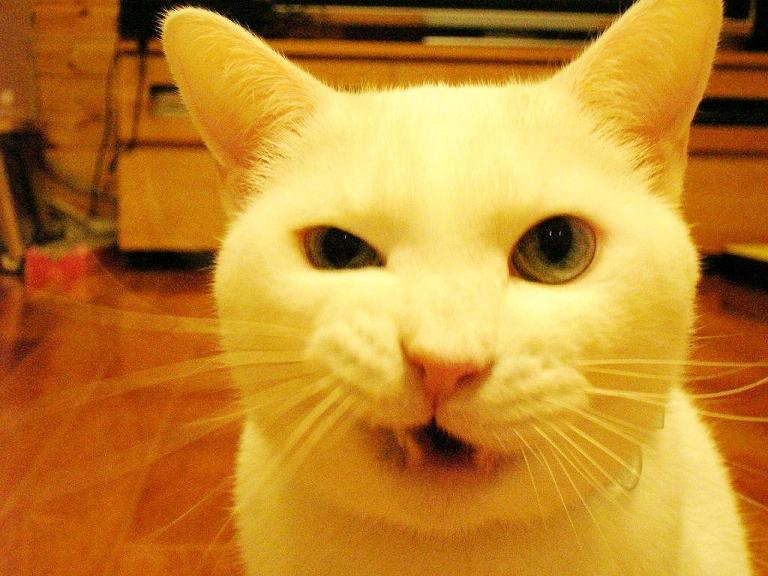 Cat bpk