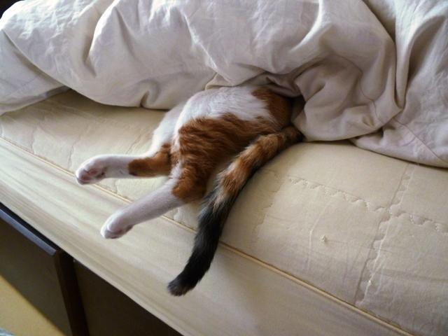 Cat bpn