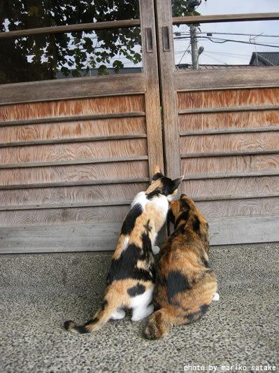 Cat bpp