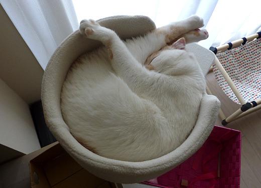 Cat bpq