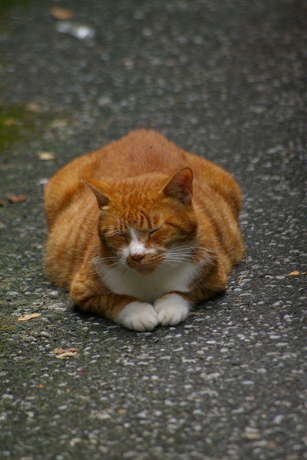 Cat bps
