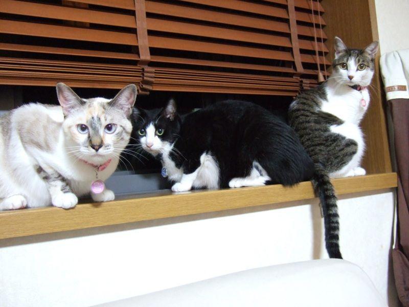 Cat bpu