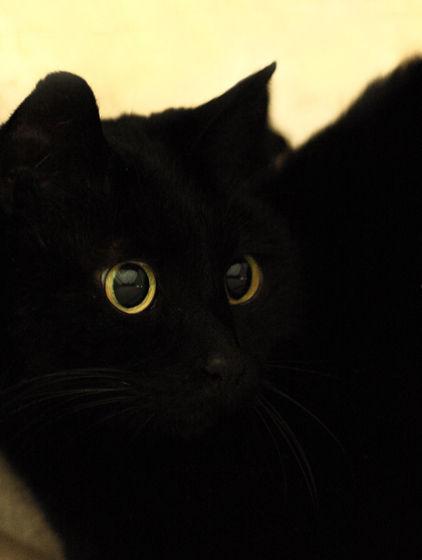 Cat bpv