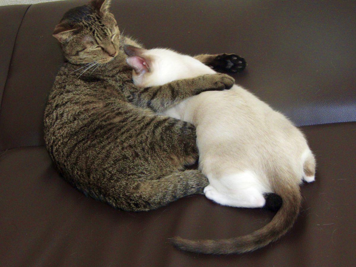 Cat bq1