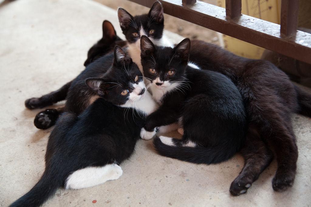 Cat bq3