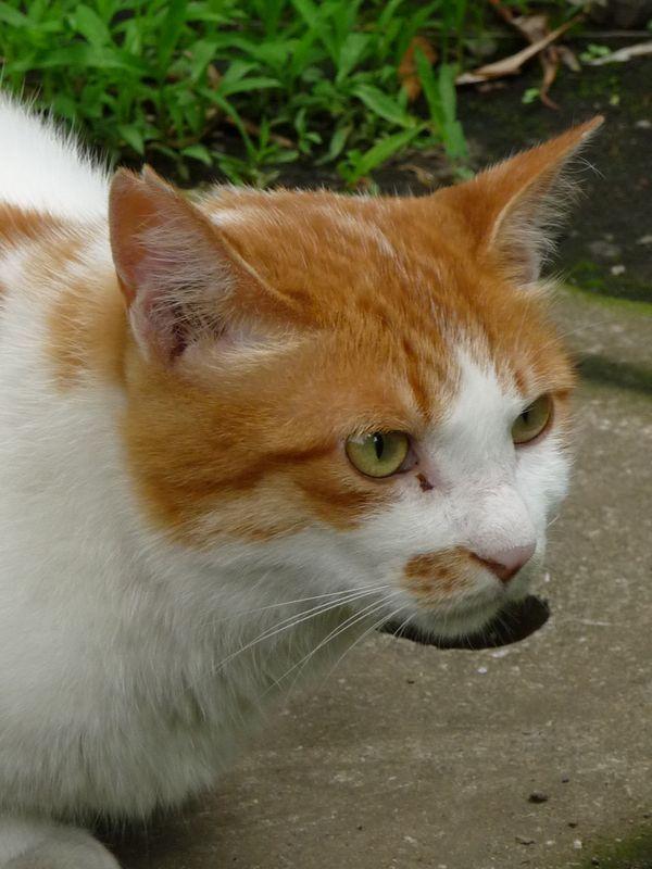 Cat bq4
