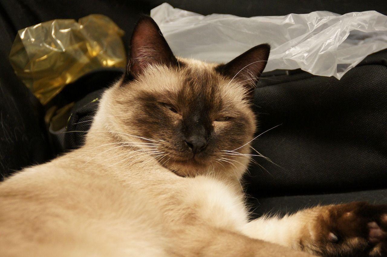Cat bq5