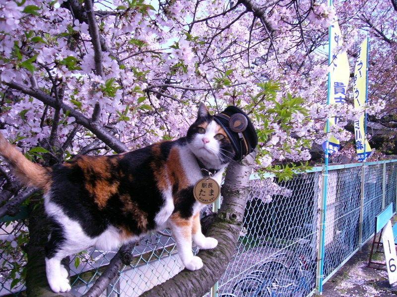 Cat bq6