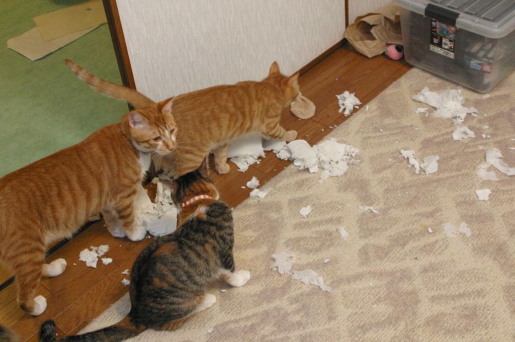 Cat bq8
