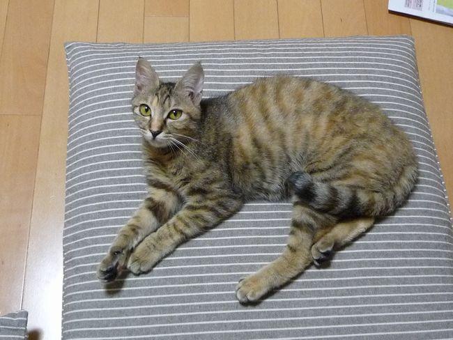 Cat bqf