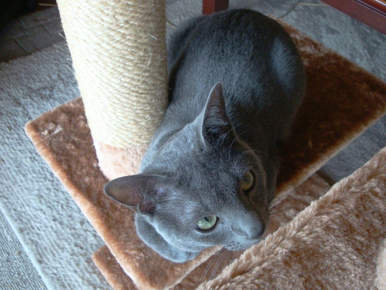 Cat bqg