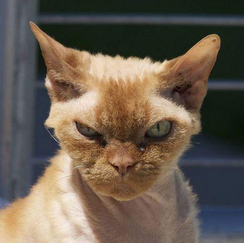 Cat bqi