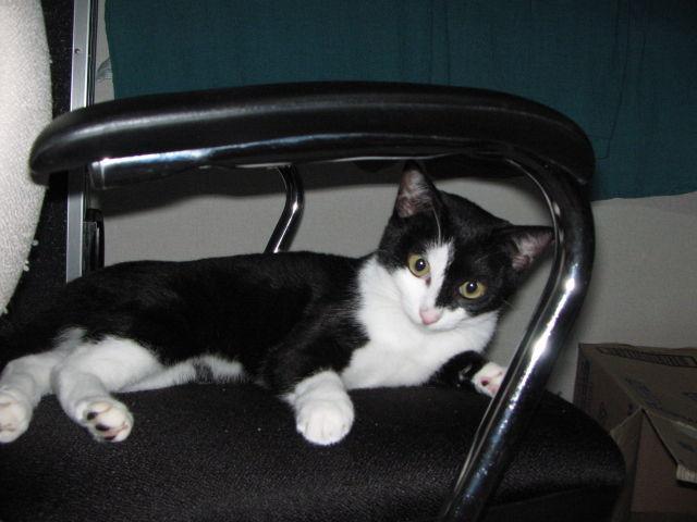 Cat bqj