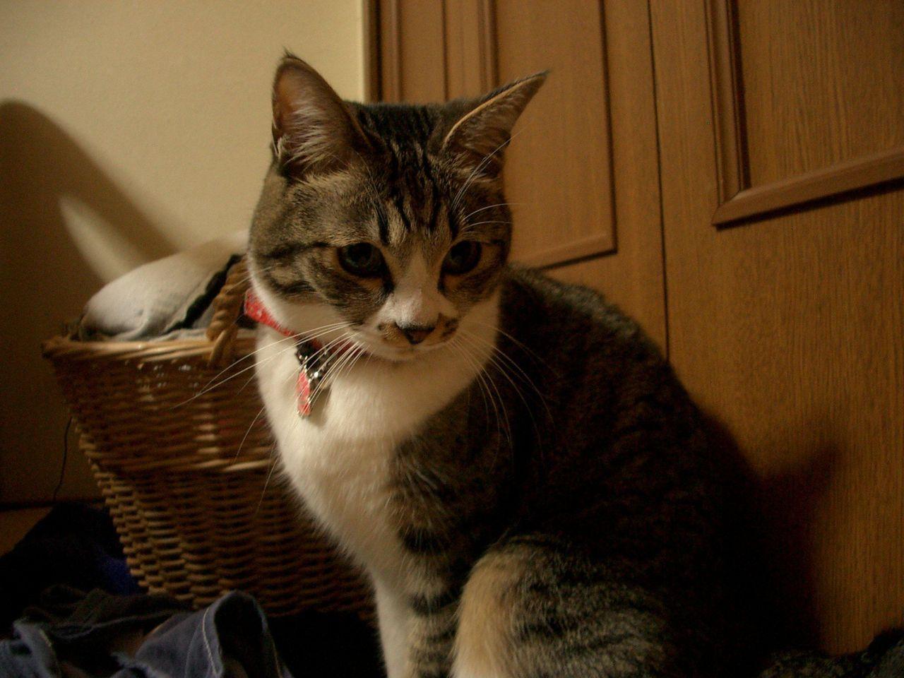 Cat bql