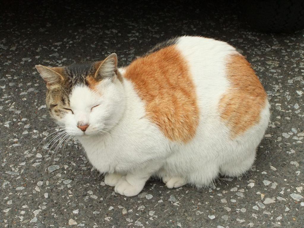 Cat bqn