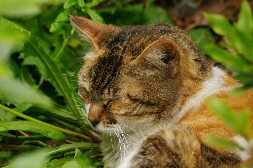 Cat bqp