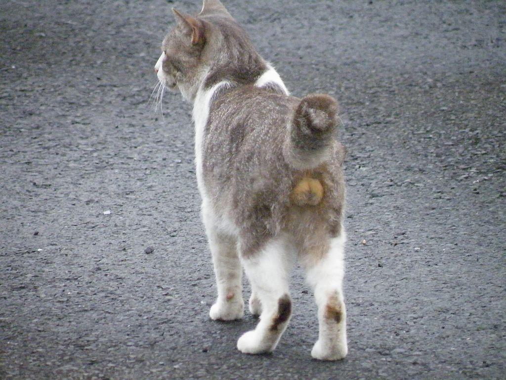 Cat bqs