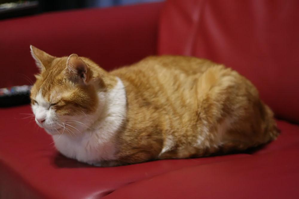 Cat bqv