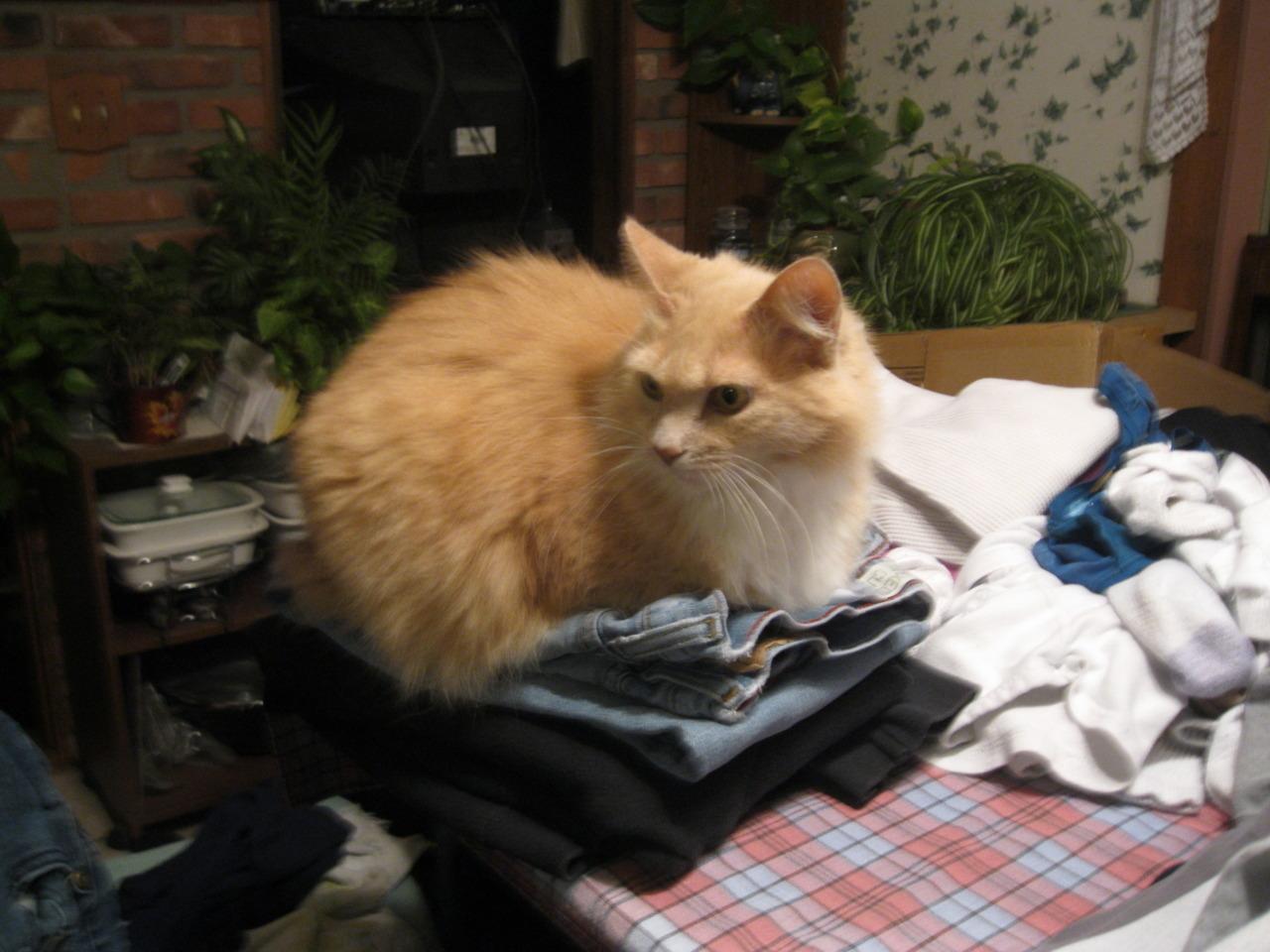 Cat br3