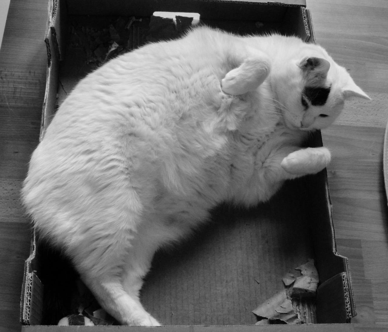 Cat br7
