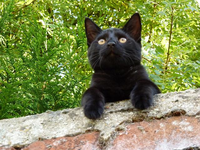 Cat brc