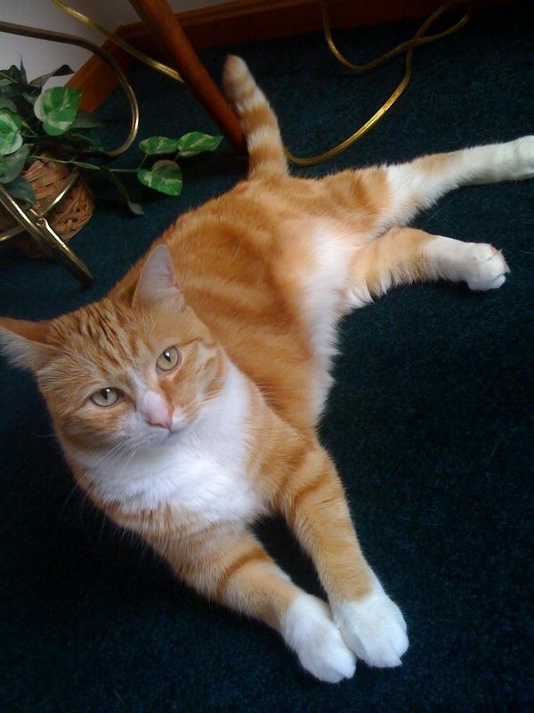 Cat brf