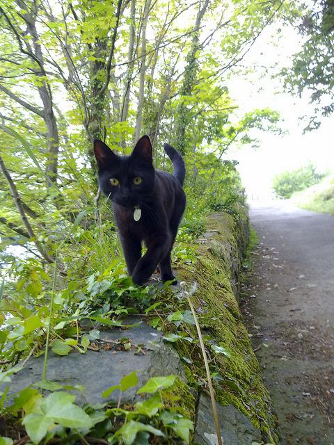 Cat brm