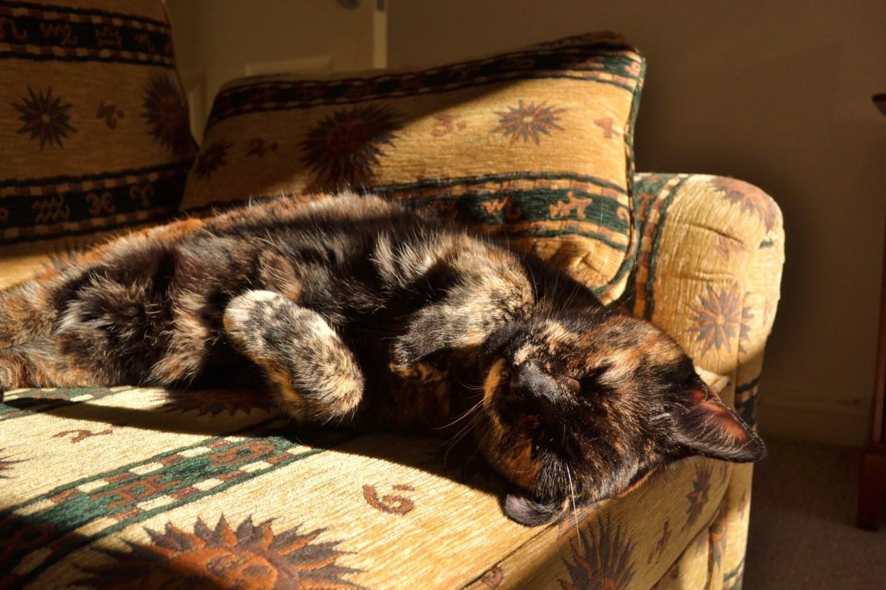 Cat brq