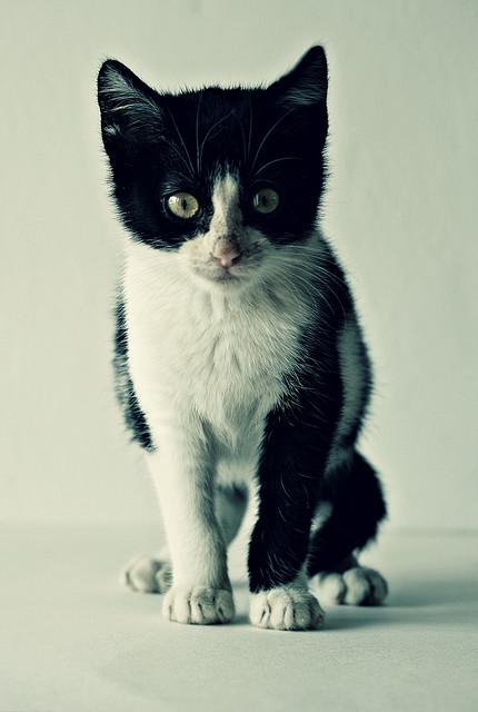 Cat brr