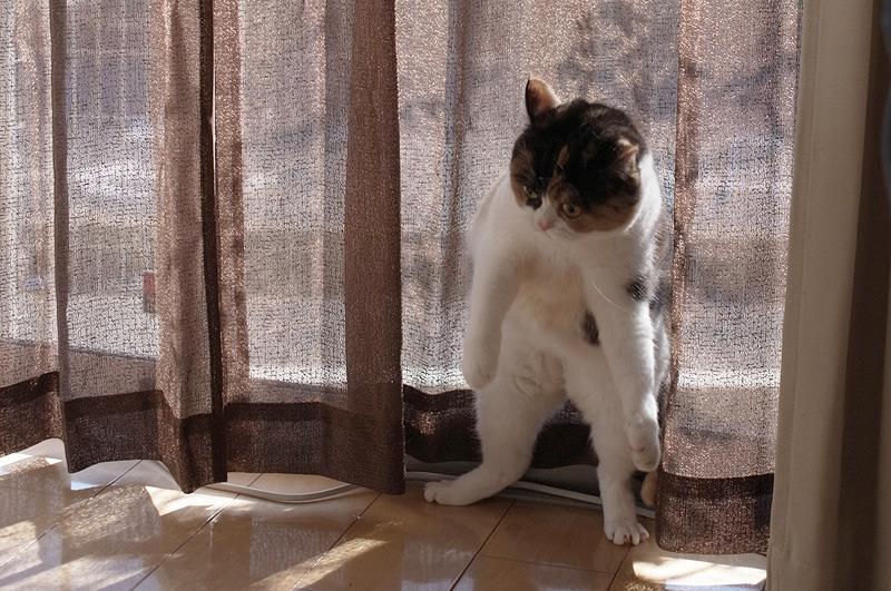 Cat brt