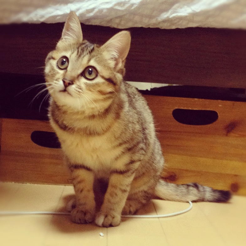 Cat brv