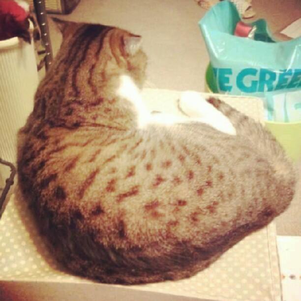Cat bs9