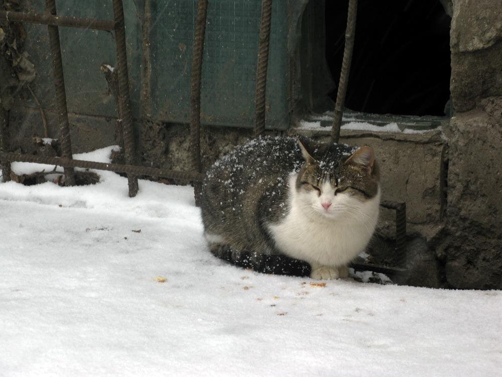 Cat bsd