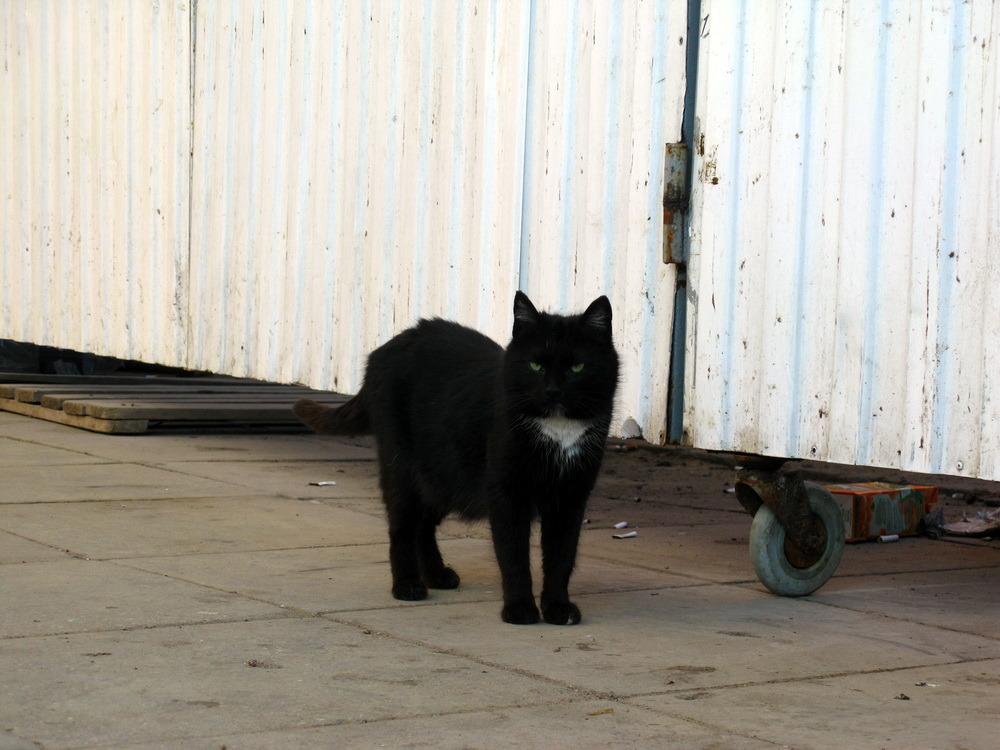 Cat bsf