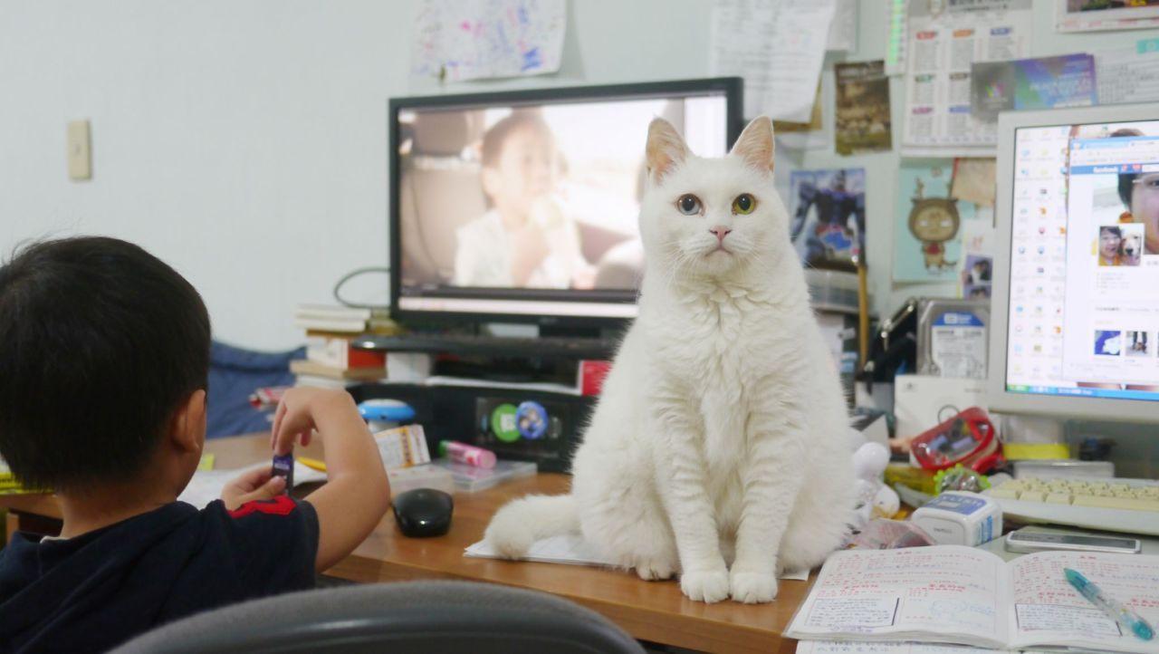 Cat bsk