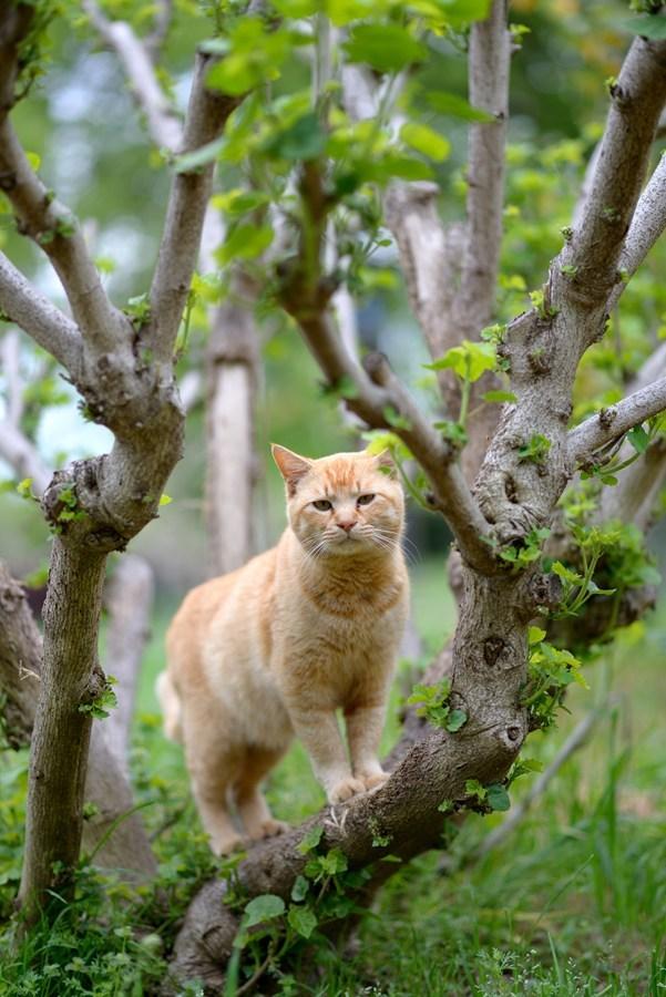 Cat bsm
